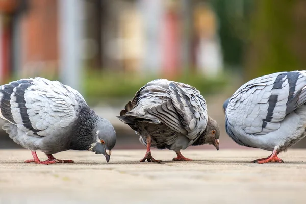 Gros Plan Pigeons Gris Oiseaux Marchant Sur Une Rue Ville — Photo