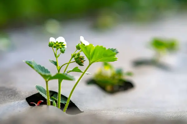 夏园外长着白花的绿色草莓小花 — 图库照片