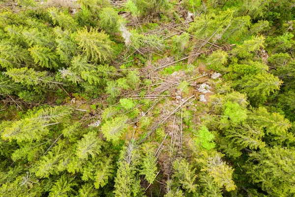 Top Aerial View Green Summer Forest Large Area Cut Trees — Stock Photo, Image