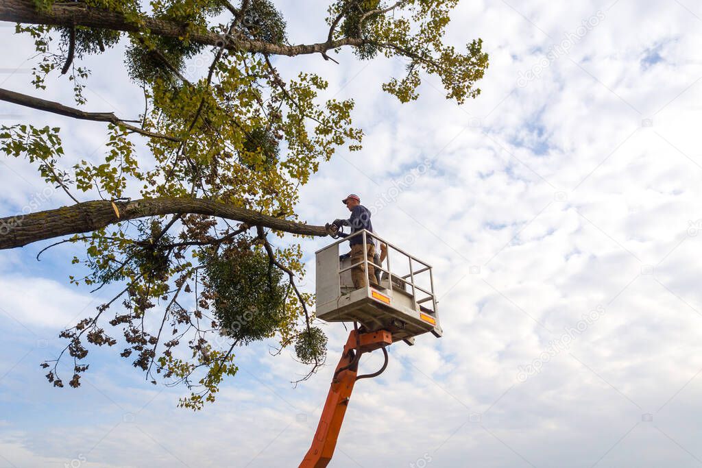 Two male service workers cutting down big tree branches with chainsaw from high chair lift platform.