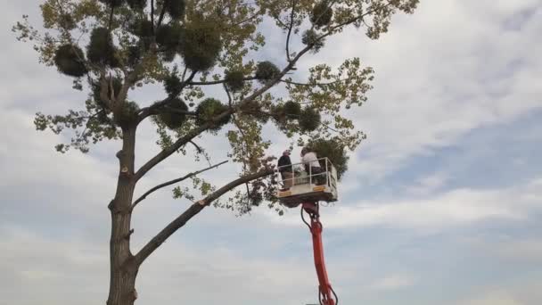 Два Обслуживающих Работника Срезают Большие Ветки Деревьев Бензопилой Платформы Подъемного — стоковое видео