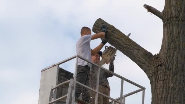 Dois Trabalhadores Serviço Masculino Cortando Grandes Galhos Árvores Com Motosserra — Vídeo de Stock