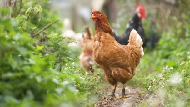 在传统的乡村农庄上进行家养鸡饲料的封闭处理 在生态农业的谷仓院子里的母鸡 自由放养家禽的概念 — 图库视频影像