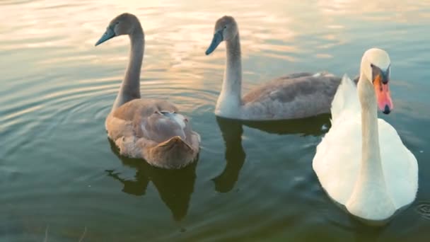 Cisnes Blancos Grises Flotando Pacíficamente Agua Del Lago Verano — Vídeos de Stock