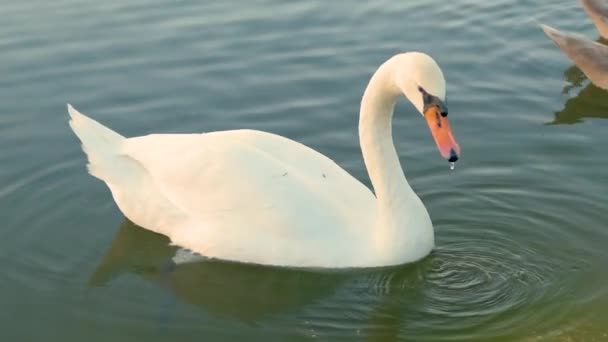 Branco Belo Cisne Nadando Água Lago Verão — Vídeo de Stock