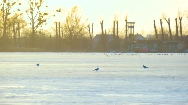 Gabbiani Bianchi Uccelli Piedi Sul Lago Ghiacciato Sera Inverno — Video Stock