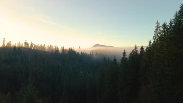 Aerial View Colorful Landscape Foggy Forest Pine Trees Covering Mountain — Stock Video