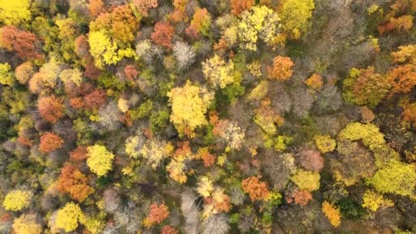 Vista Desde Arriba Del Denso Bosque Pinos Con Copas Abetos — Vídeos de Stock