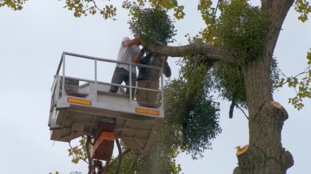 Deux Travailleurs Service Coupant Grandes Branches Arbres Avec Tronçonneuse Plate — Video