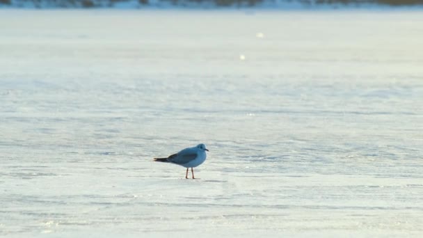 Λευκά Πουλιά Γλάροι Στέκεται Στην Παγωμένη Λίμνη Πάγου Βράδυ Του — Αρχείο Βίντεο