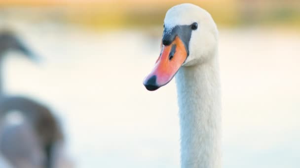 Blanco Hermoso Cisne Nadando Agua Del Lago Verano — Vídeo de stock