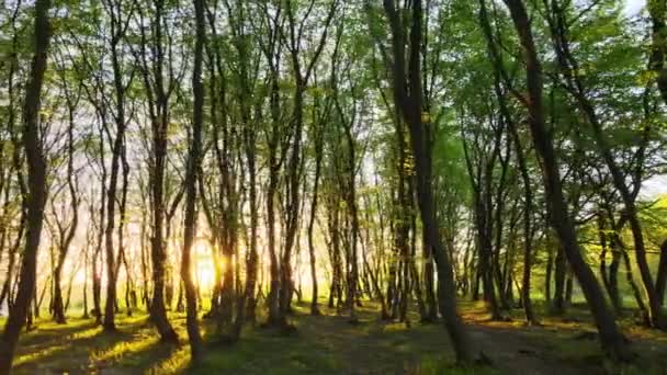 Záběry Dronů Hustých Večerních Lesů Vysokými Stromy Jasně Žlutým Slunečním — Stock video