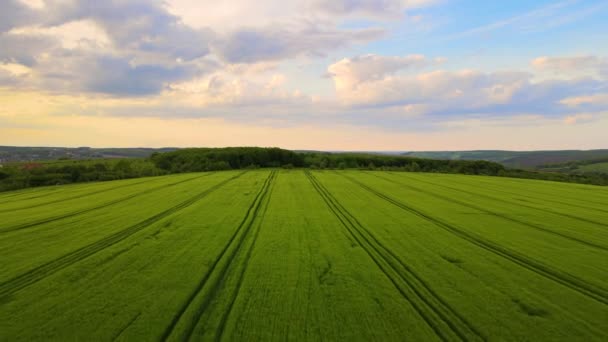 明夏夜绿耕地与生长作物的空中景观 — 图库视频影像