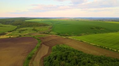 Yeşil ekili tarlaların havadan görünüşü. Parlak yaz akşamlarında ekinlerin büyümesi..