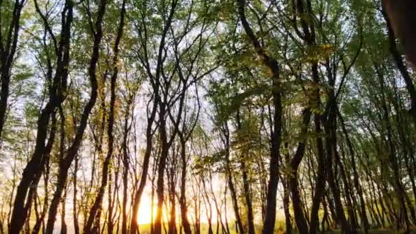 Forêt Dense Soir Avec Grands Arbres Soleil Jaune Vif Brille — Video