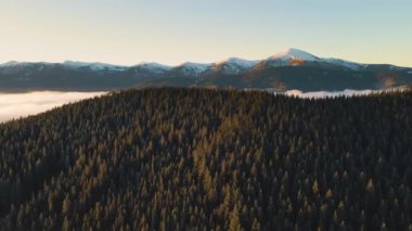 Sonbaharda Karpatlar 'ın dağlık tepelerindeki canlı gündoğumunun havadan görünüşü ebediyen yeşil ladin ormanlarıyla kaplıydı..