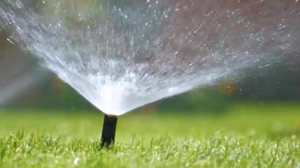 Aspersor Plástico Irrigando Gramado Grama Com Água Jardim Verão Rega — Vídeo de Stock