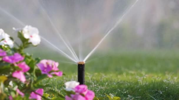 Aspersor Plástico Irrigando Canteiro Flores Gramado Grama Com Água Jardim — Vídeo de Stock
