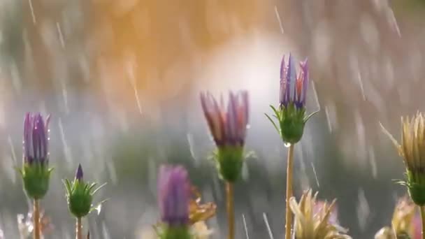 Κλείσιμο Σταγονιδίων Βροχής Που Πέφτουν Πολύχρωμα Λουλούδια Στον Καλοκαιρινό Κήπο — Αρχείο Βίντεο