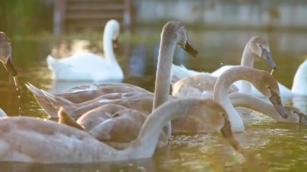 Cisnes Brancos Cinzas Alimentando Água Lago Verão — Vídeo de Stock
