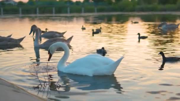 Weiße Und Graue Schwäne Ernähren Sich Sommer Vom Seewasser — Stockvideo