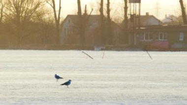 Beyaz martı kuşları kış akşamı donmuş buz gölünde duruyorlar..