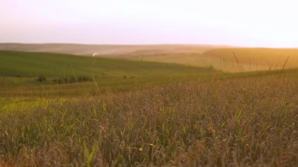 Close Ripe Yellow Wheat Ears Swaying Gently Agricultural Farm Field — Stock Video