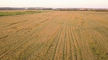 Rüzgâr buğday başları tarafından yıkılan olgun tarım alanının havadan görüntüsü hasat için hazır. Hasarlı ekinler ve tarım arızası kavramı.