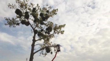 İki erkek servis çalışanı yüksek sandalye kaldırma platformundan elektrikli testereyle büyük ağaç dallarını kesiyor..