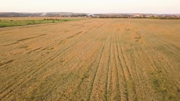 Luchtfoto Van Rijp Landbouwveld Klaar Voor Oogst Met Omgevallen Gebroken — Stockvideo