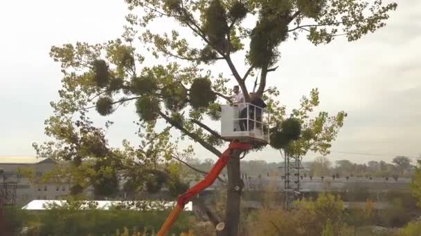 两名男工从高椅升降平台上用链锯砍倒大树枝 — 图库视频影像