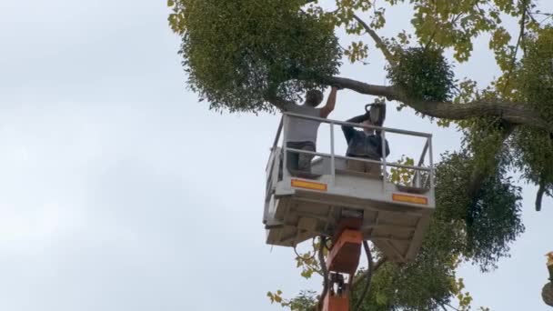 Dwóch Pracowników Serwisu Obcinanie Dużych Gałęzi Drzew Piłą Łańcuchową Platformy — Wideo stockowe