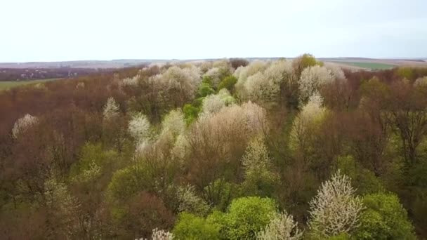 鬱蒼とした森に白い木々が咲く春の森の空中風景 — ストック動画