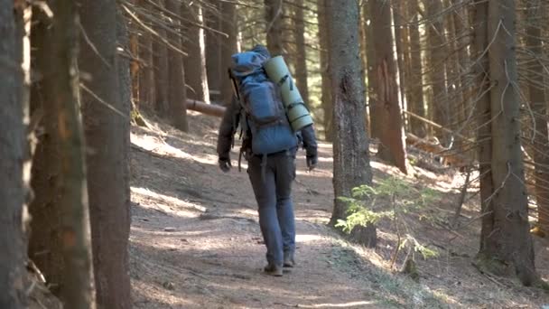 Caminante Con Mochila Trekking Sobre Sus Hombros Caminando Por Sendero — Vídeos de Stock