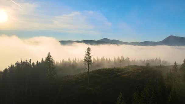 Luftaufnahme Von Dunkelgrünen Kiefern Fichtenwald Mit Sonnenaufgangsstrahlen Die Durch Äste — Stockvideo