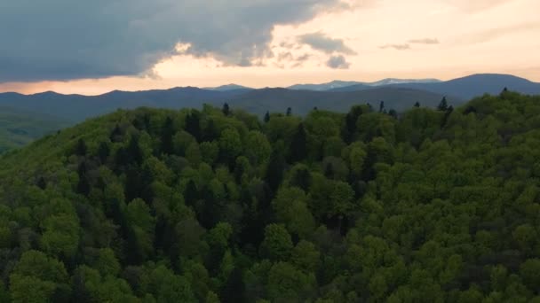 Aerial View Dark Mountain Hills Covered Green Mixed Pine Lush — Stock Video