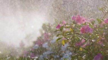 Yaz bahçesinde renkli çiçeklere düşen yağmur damlacıklarının yakınlaşması.