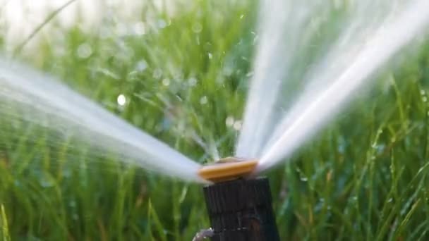 夏の庭で水で芝生の芝生を灌漑するプラスチックスプリンクラー 乾燥した季節に緑の植生に水をやることで新鮮さを保つ — ストック動画