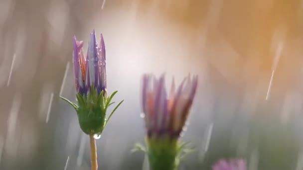 Gros Plan Gouttelettes Pluie Tombant Sur Des Fleurs Colorées Dans — Video