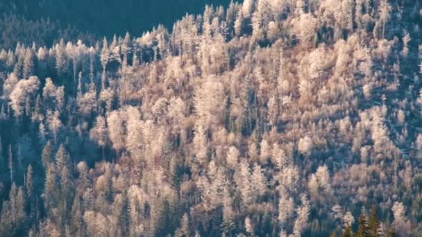 Collines Sombres Recouvertes Forêts Denses Pins Couvertes Givre Blanc Hiver — Video