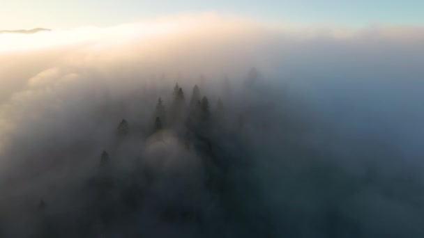 Vue Aérienne Paysage Humide Dessus Forêt Brumeuse Avec Des Pins — Video