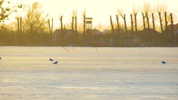 Gabbiani Bianchi Uccelli Piedi Sul Lago Ghiacciato Sera Inverno — Video Stock
