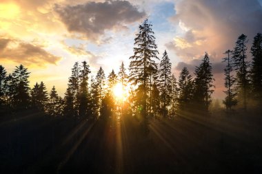 Spruce ormanındaki koyu yeşil çam ağaçlarının hava manzarası sisli sonbahar dağlarında gün doğumu ışınları ile parlıyor..