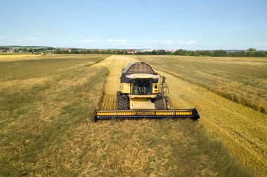 Buğday tarlasını hasat eden hasatçının hava görüntüsü. İHA görünümünden tarım.