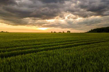 Yeşil ekili tarlaların havadan görünüşü. Parlak yaz akşamlarında ekinlerin büyümesi..