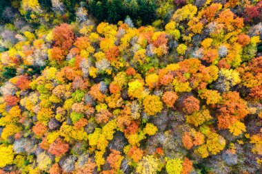 Yoğun yeşil çam ormanları, çam ağaçlarından gölgeler ve sonbahar dağlarında renkli yemyeşil yapraklar..