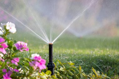 Plastik fıskiyeler çiçek tarlasını çimlerin üzerinde suluyor ve yaz bahçesinde su var. Yeşil bitkileri sulamak kurak mevsimi taze tutmak içindir..