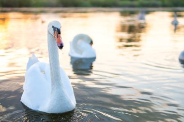 Yazın göl suyunda yüzen beyaz güzel kuğular..