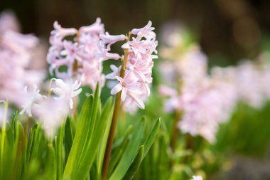Bahar bahçesinde açan pembe yumuşak sümbül çiçekleri..