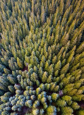 Sonbahar dağlarında çam ağaçlarından gölgeler olan sık yeşil çam ormanlarının havadan görünüşü.